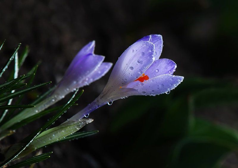 цветы,крокусы Дорога к солнцу...photo preview