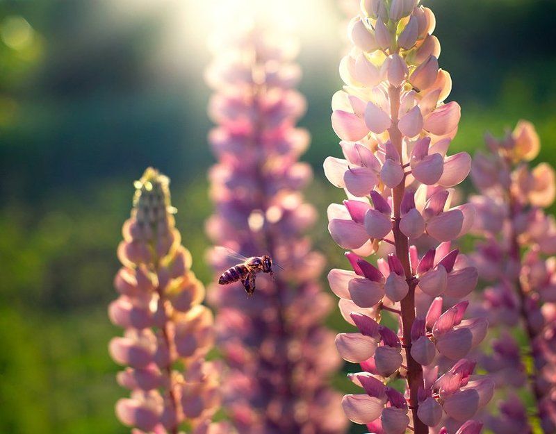 пчелкаphoto preview