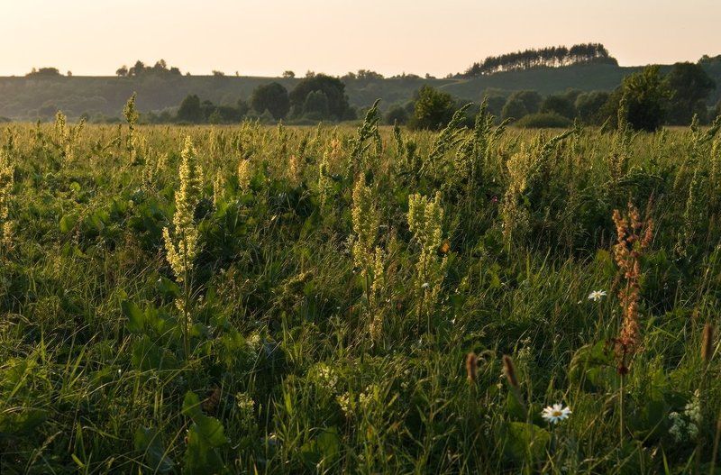 козлов артур, цветы, луг, вечер Вечернее дыханиеphoto preview