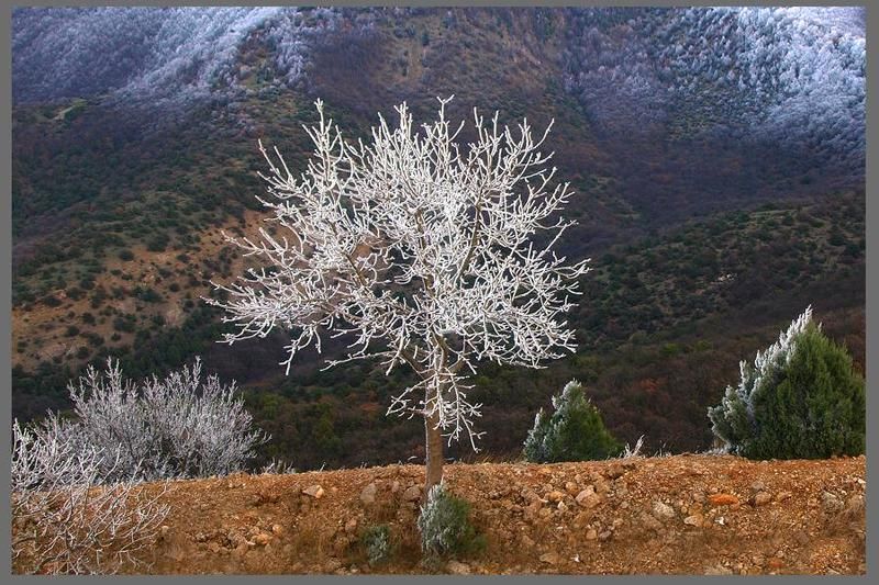 Одуванчикphoto preview