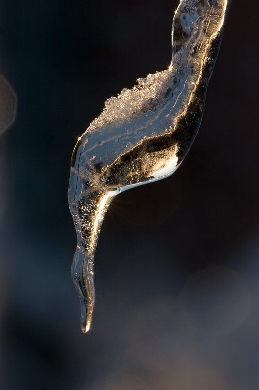 лес, зима, снег, деревья, лёд Хрустальный лес... продолжениеphoto preview