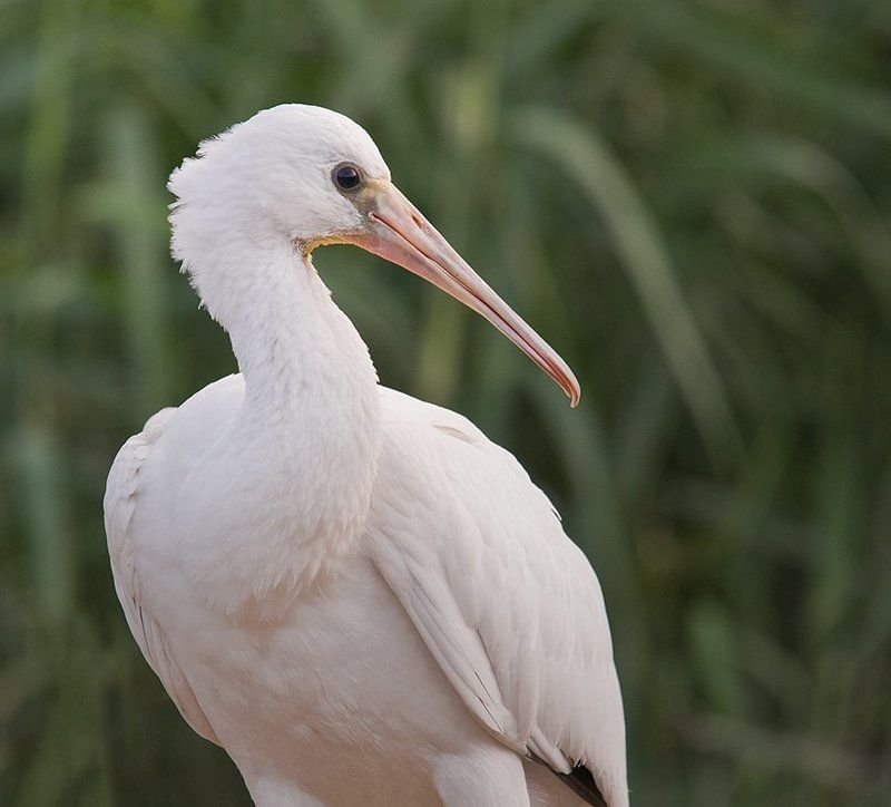 колпица,подросток,портрет,фотоохота,маныч Колпица(подросток)photo preview