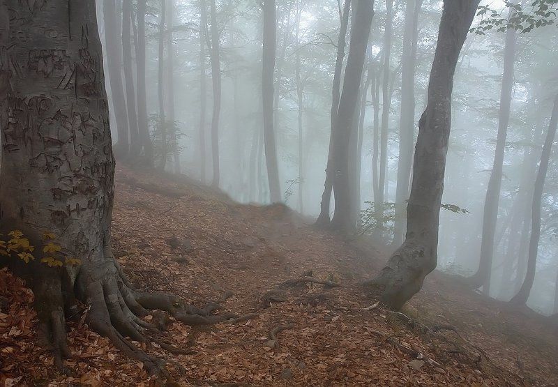 туман, тишина, осень ВДЫХАЯ ГРУДЬЮ ТИШИНУphoto preview