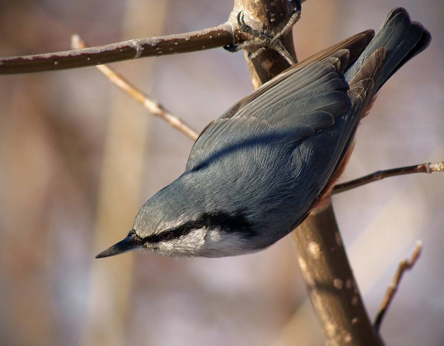 Птиц. Автор: олег сопов , олег сопов