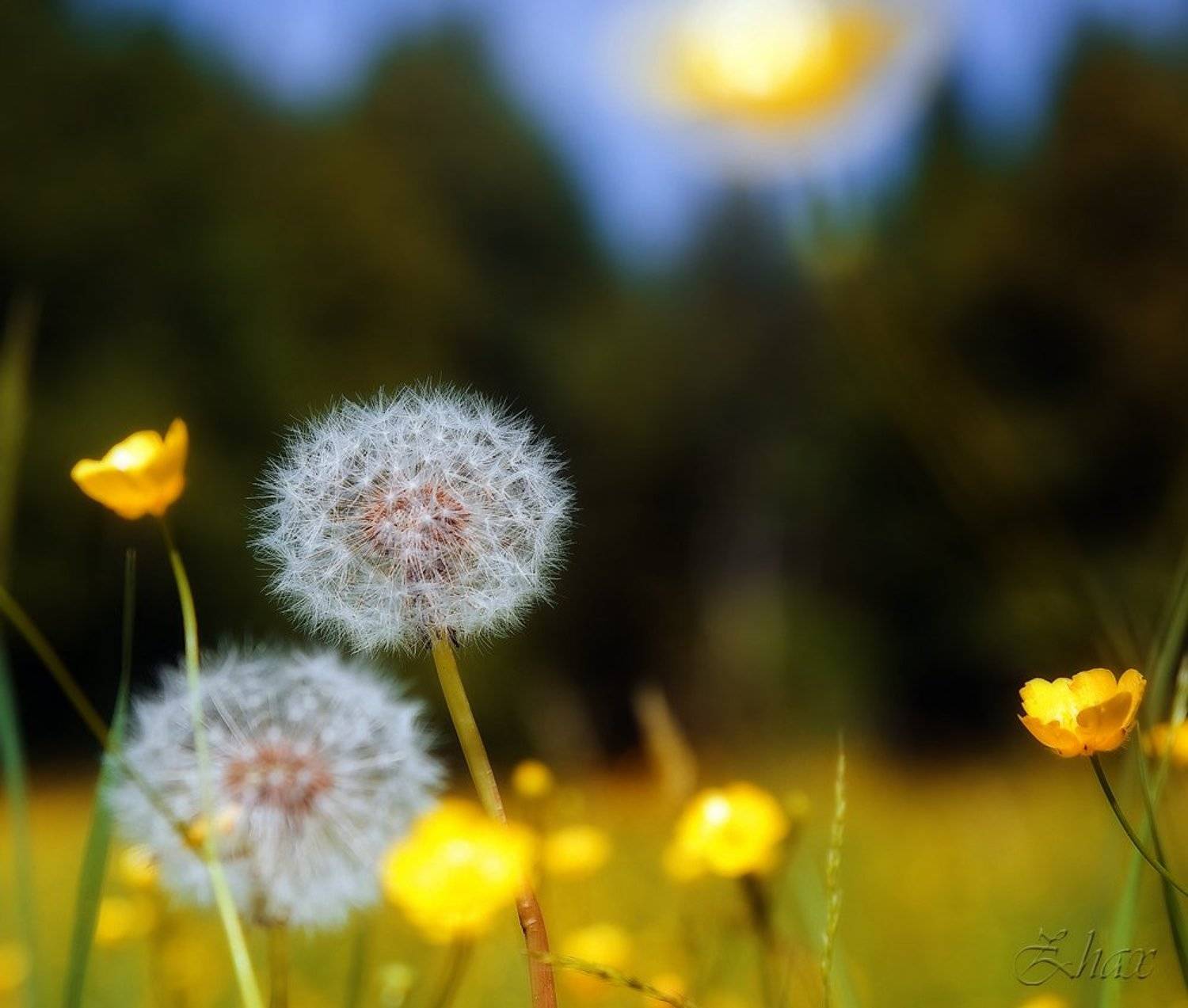 просто так. Автор: Малыш одуван, Малыш