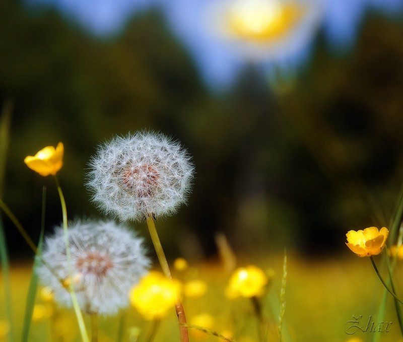 одуван просто такphoto preview