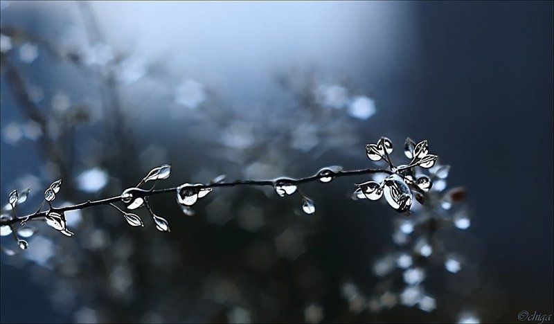 вода, капли Предутреннее ожерельеphoto preview