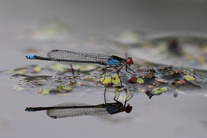 Наяда красноглазаяphoto preview