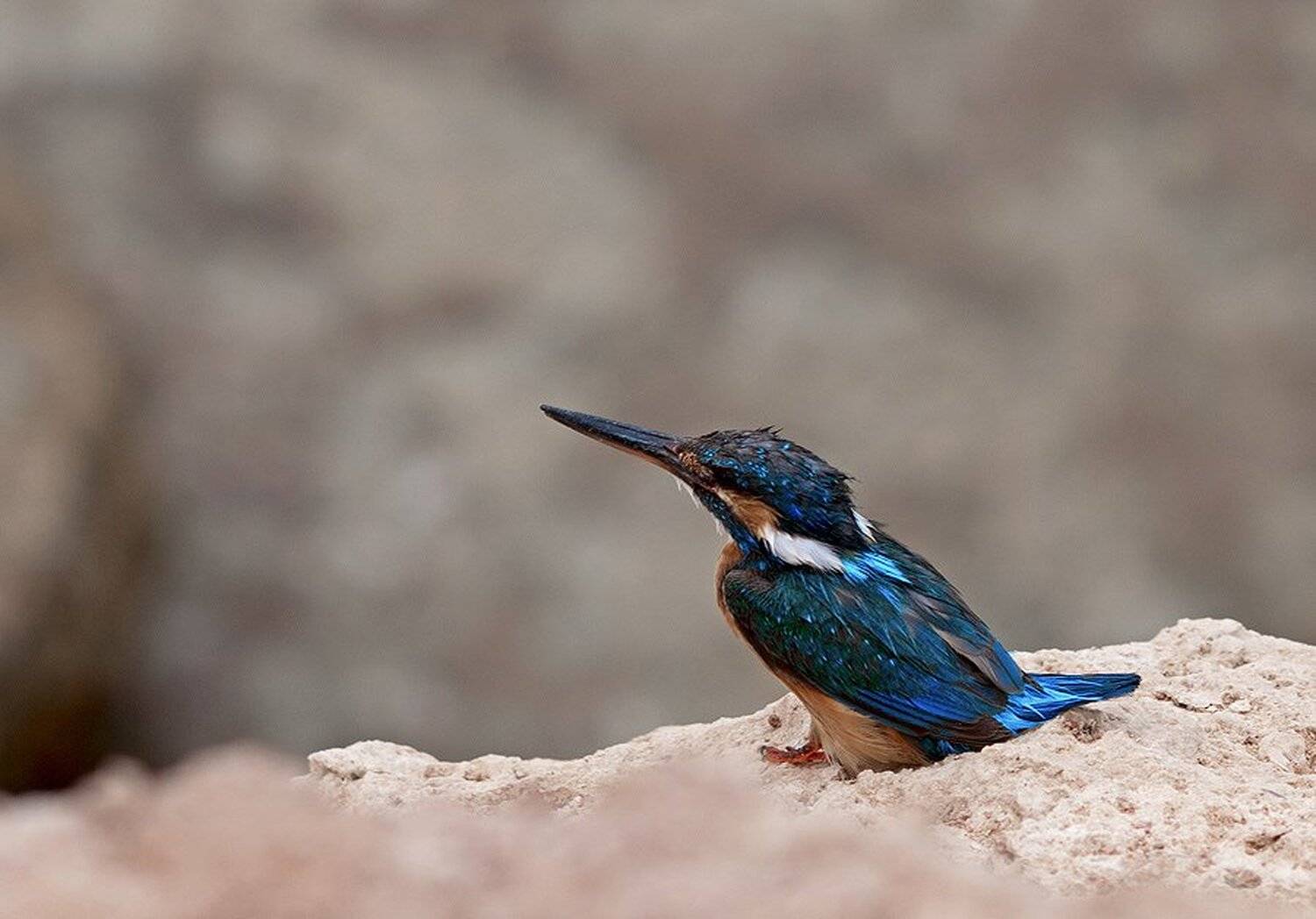 зимородок, Ермаков Сергей