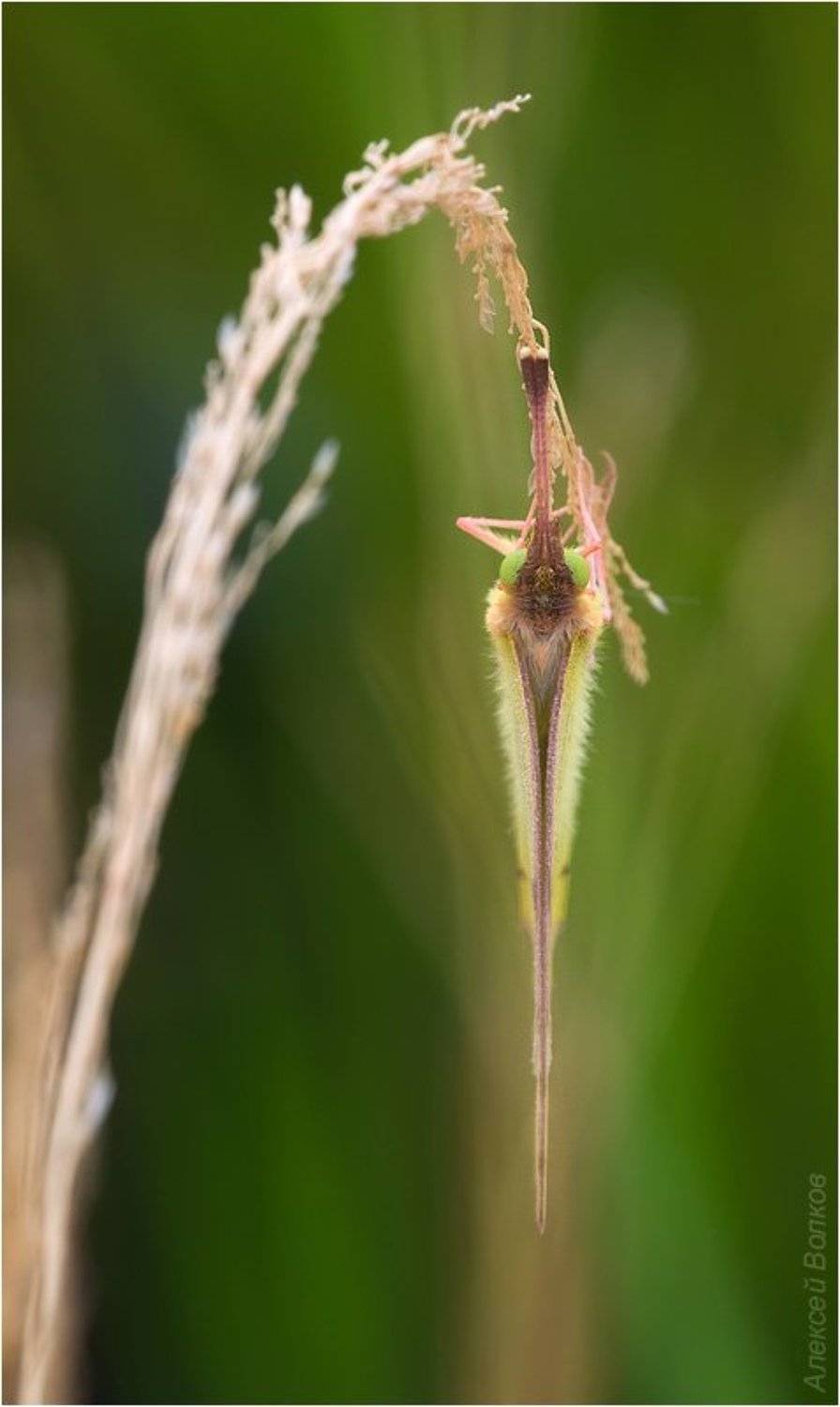 желтушка луговая, colias hyale, Amazon-san