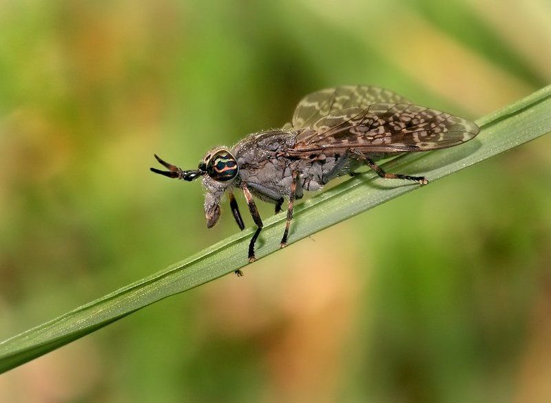 лето, трава, слепень Скажи мне, милый ребёнок: в каком ухе у меня жужжит? фото превью