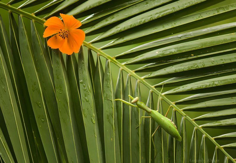 Аппликация :)photo preview