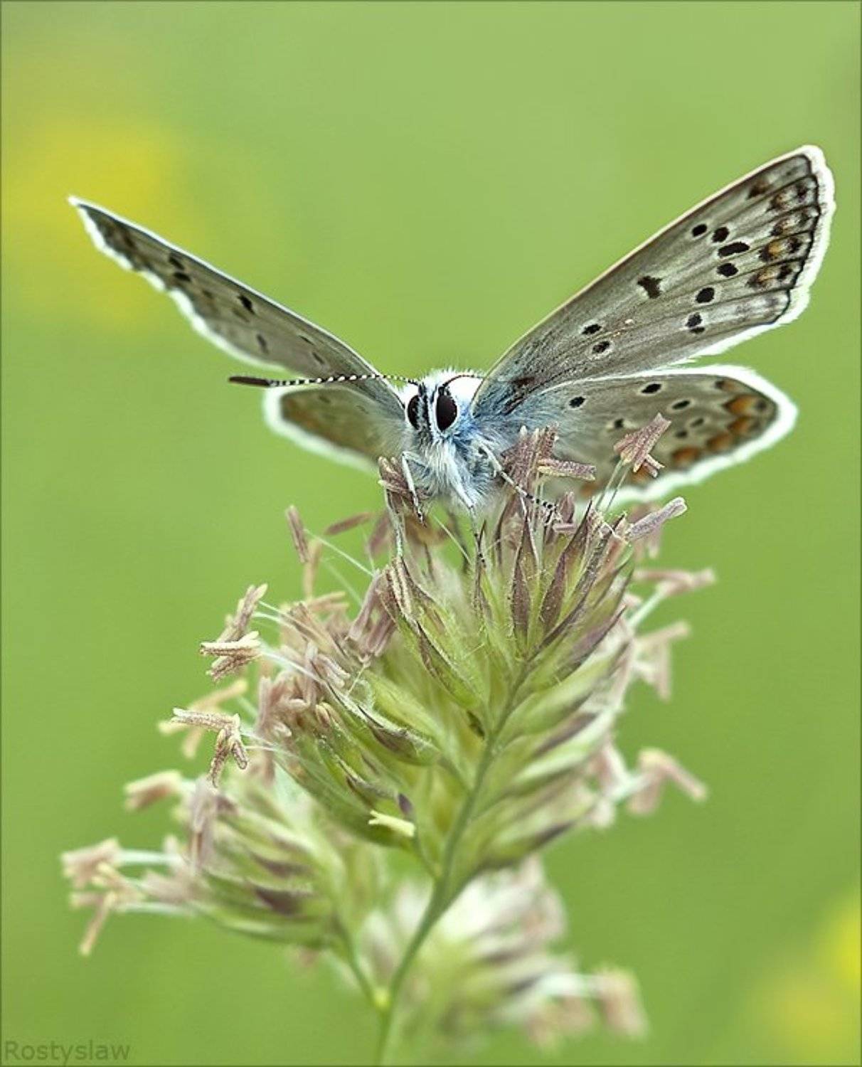 макро, бабочка, rostikrst, индустар,, Ростислав