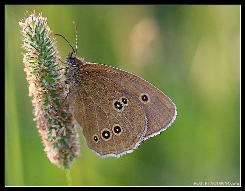 ///. Автор: Robert , Robert