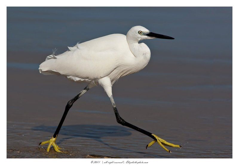 малая, белая, цапля, egretta, garzetta, израиль Little Egretphoto preview