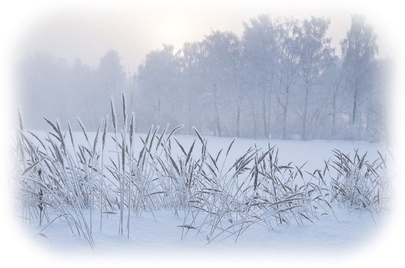 зима, мороз, снег, иней, пейзаж, лес Белый пленphoto preview