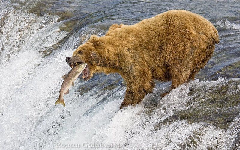 Завтрак туриста. Из серии Семейная Рыбалкаphoto preview