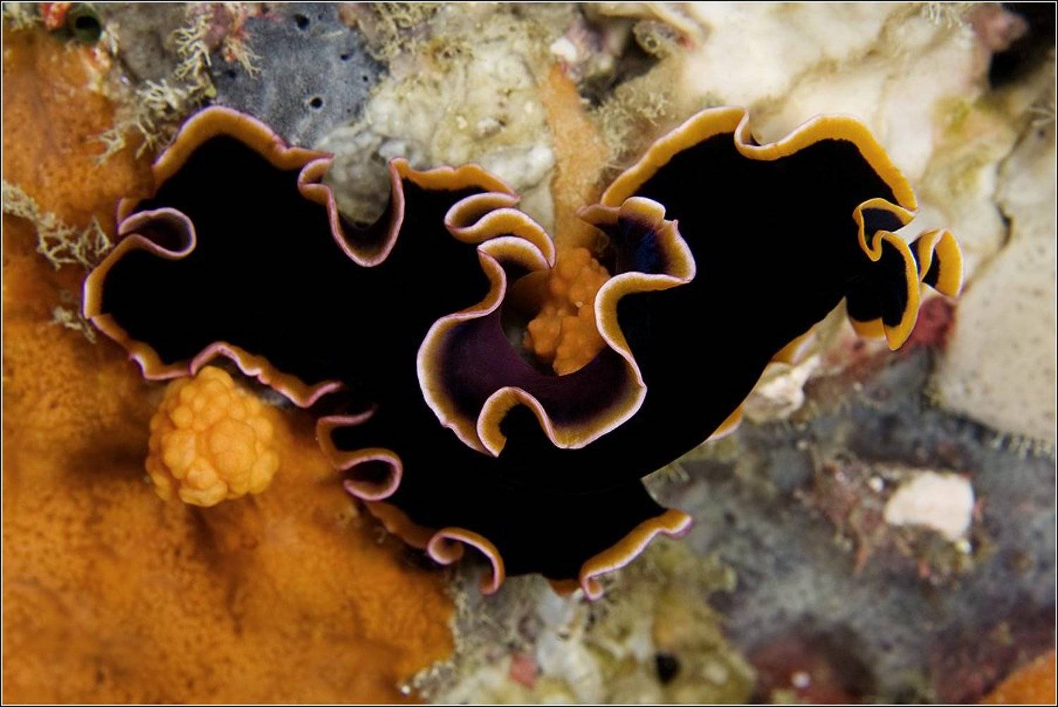 , Владимир Жданов