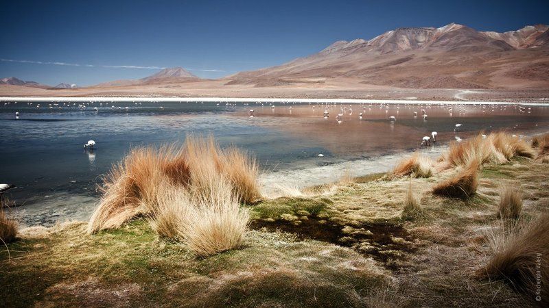 южная америка, латинская америка, горы, фламинго, лама, альпака, озеро, город, закат South America 2photo preview