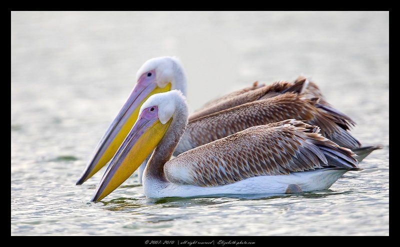 розовый, пеликан, pelecanus, onocrotalus, израиль, перелетные, птицы Носатикиphoto preview