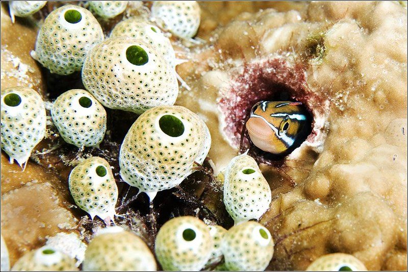 Это мой огород и я его охраняю... фото превью