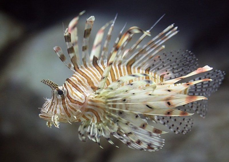 Адлер. Океанариум.photo preview