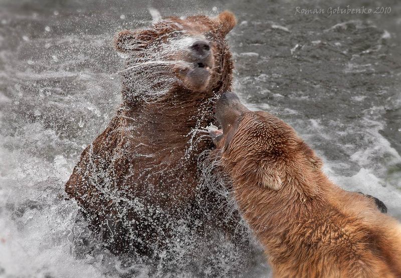 Про то, как поссорились Потап Михалыч с Михал Потапычемphoto preview