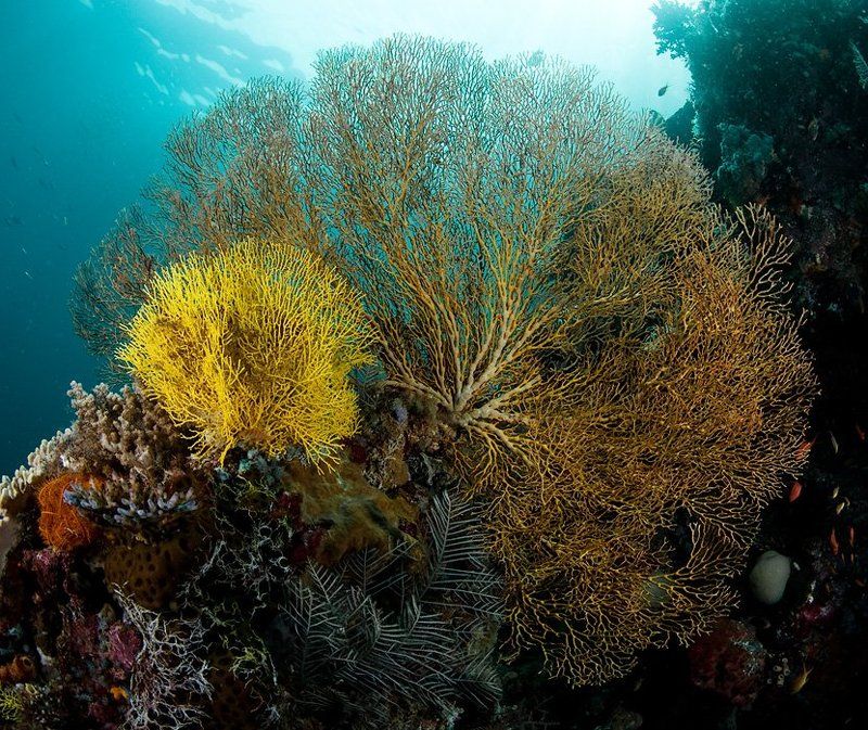 коралл, горгонария, underwater Next generationphoto preview