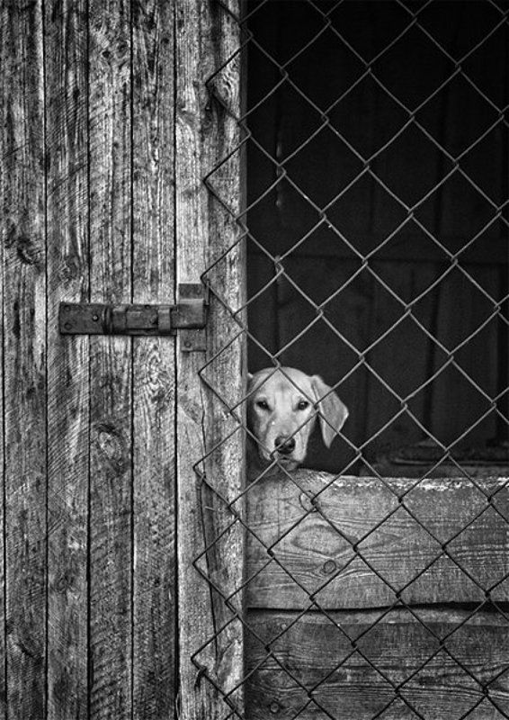 собака, взгляд, решетка, ограда, чб, грусть Ожиданияphoto preview