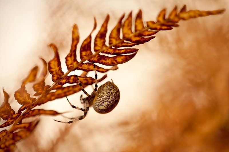 паук идущая внизphoto preview