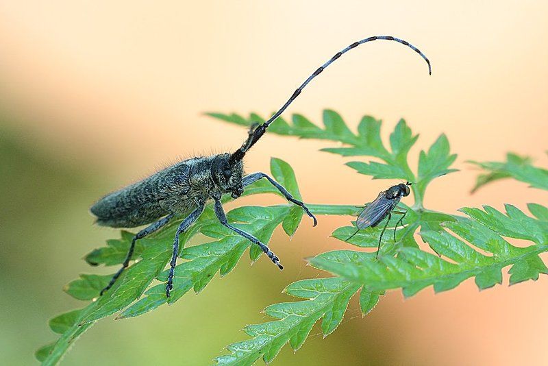 усач, скрипун, и, муха, цветочная ... Какие крылышки, какие ножки!!!photo preview
