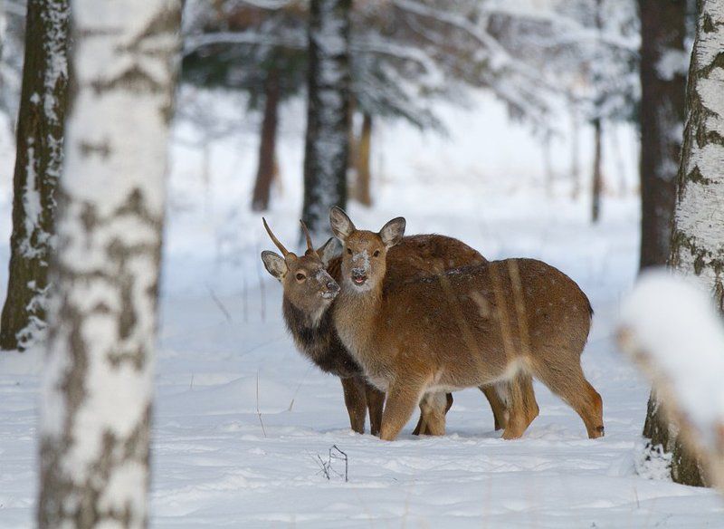 олень, олени, пятнистый олень Что тебя так удивило, дорогая?photo preview