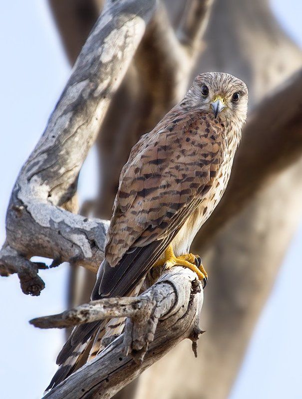 пустельга взглядphoto preview