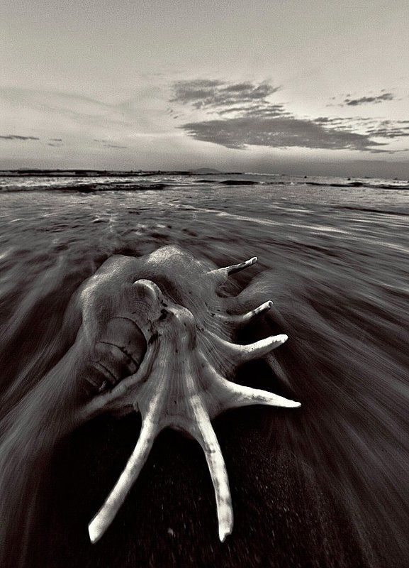 море, раковина, ракушка, прибой, волна, пейзаж Растворяясь в прибоеphoto preview