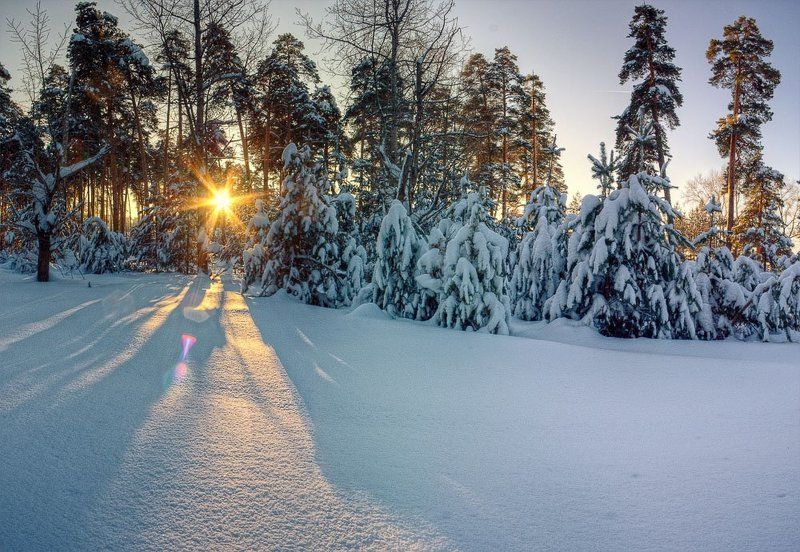 елки, зима, снег, сугробы елкиphoto preview