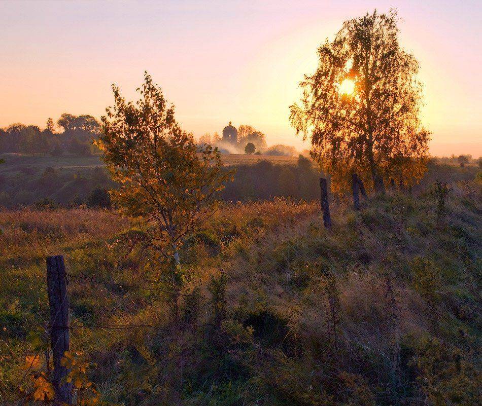 Золото заката. Автор: Владимир осень, вечер, закат, солнце, березки, Владимир