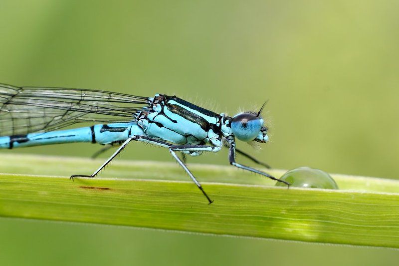 Капелька на завтракphoto preview