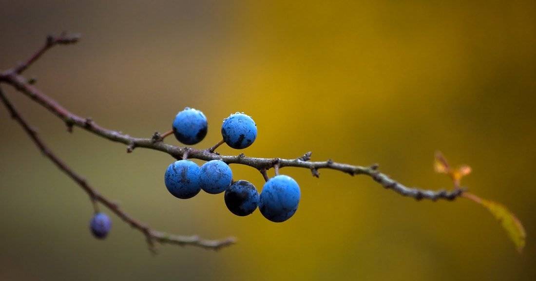 , Николай Шахманцир