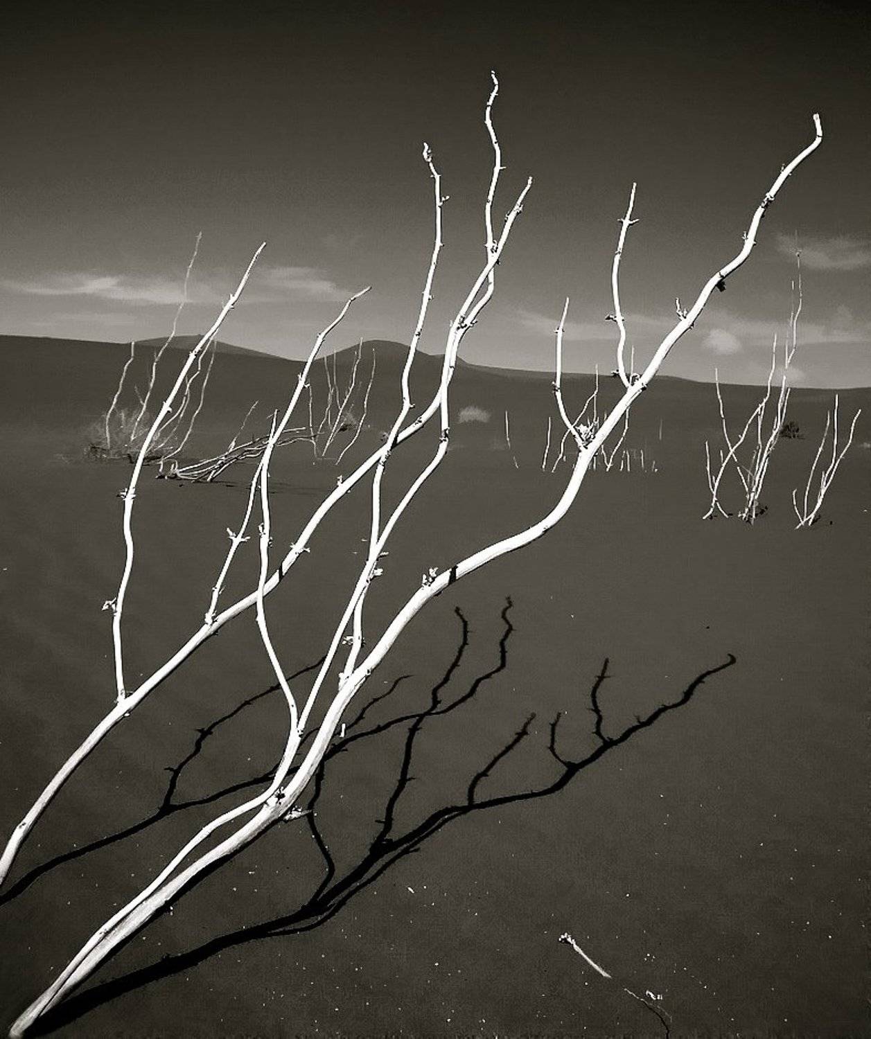 , Vasylevskyy Vitaliy