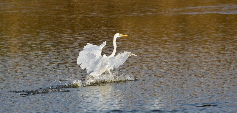большая, белая, цапля цыганочка с выходомphoto preview