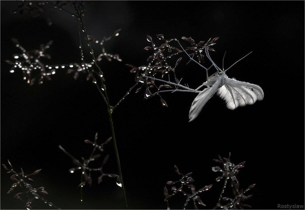 "Ангел". Автор: Ростислав , Ростислав