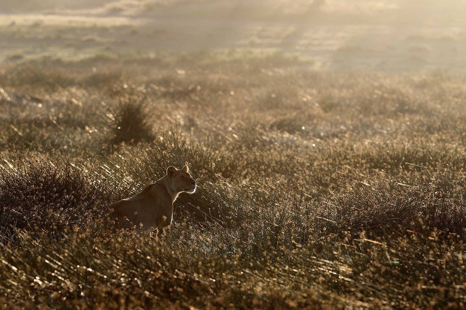 , Роман Мурушкин