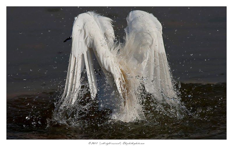 малая белая цапля, little egret, израиль, цапля, heron, egret Little Egret -Малая белая цапляphoto preview