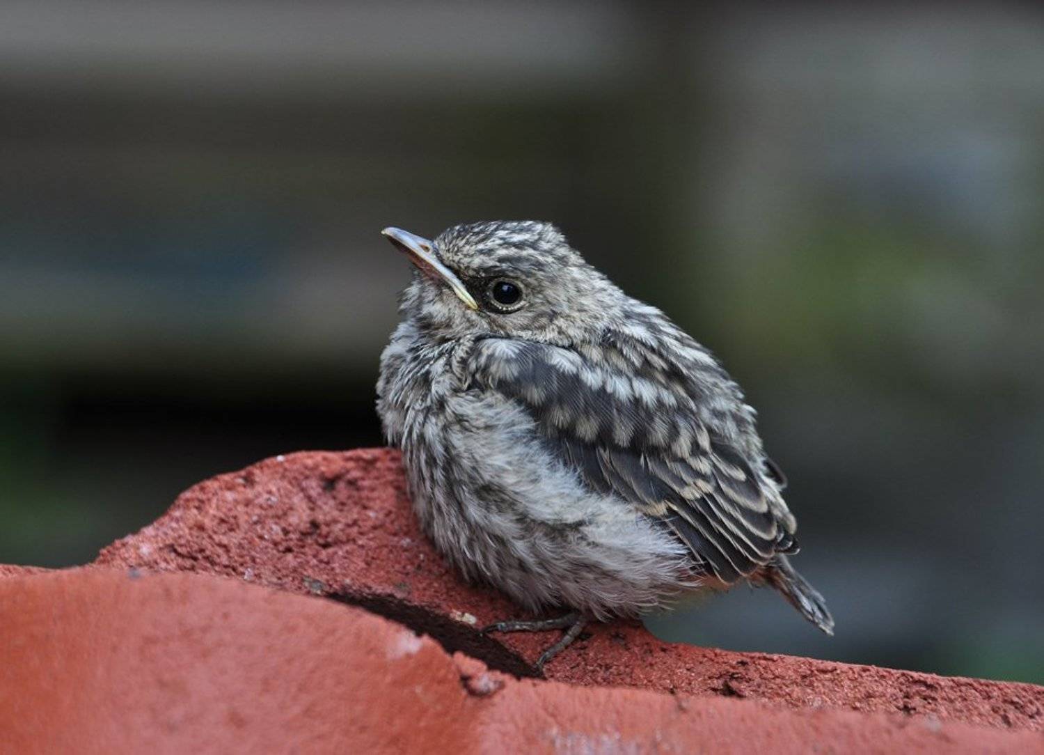 Слеток варакушки. Автор: N.B. птица, птицы, N.B.