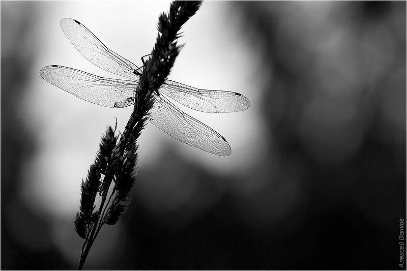 коромысло синее, aeshna cyanea Витражиphoto preview