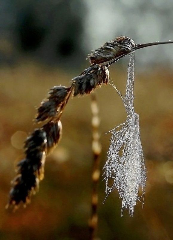 Подвеска осени ...photo preview