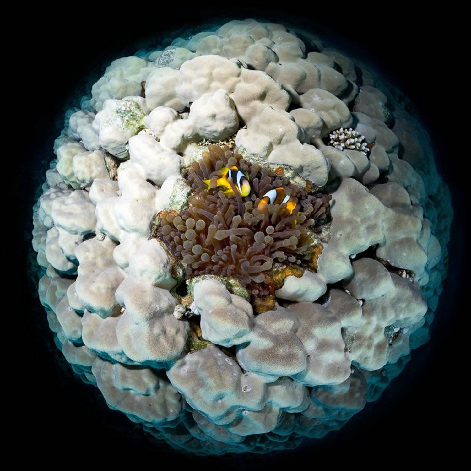 циркуляр, риф, анемон, амфиприон, Сергей Шанин