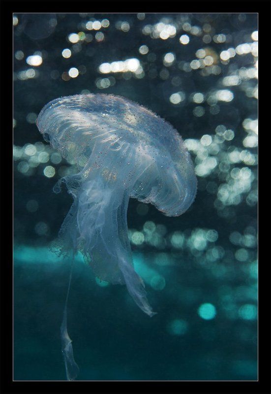 медуза, солнце, зайчик, свет, вода, море ...солнечные зайчики)photo preview