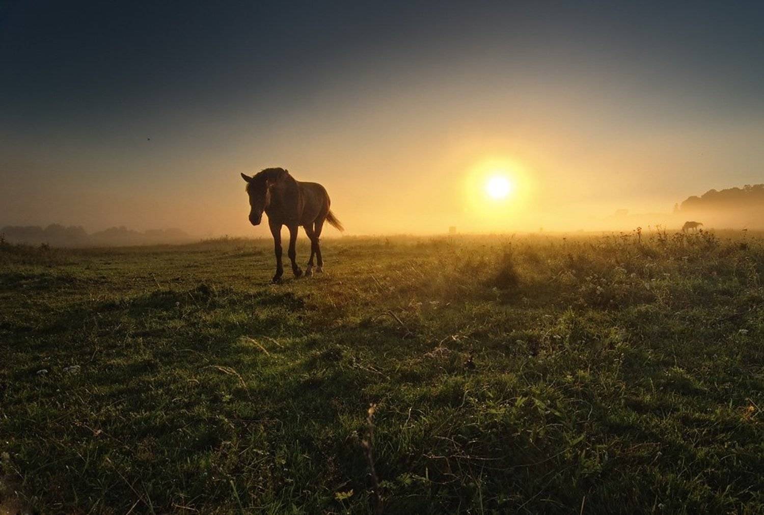 заря, конь, Александр Титаренко
