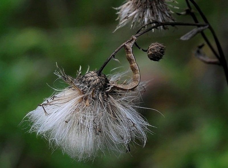 Мимикрияphoto preview